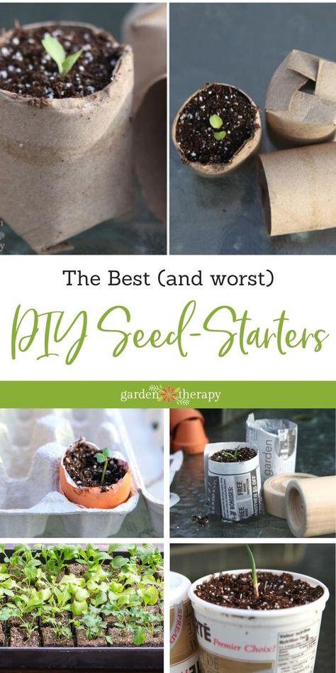 Growing Tomatoes From Seed, Creeping Thyme, Growing Tomatoes In Containers, Tomato Seedlings, Seed Starting Mix, Starting Seeds Indoors, Garden Hacks, Terrarium Diy, Tomato Garden