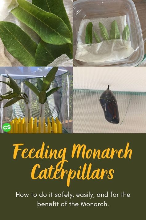 Monarch Butterfly Enclosure, Butterfly Enclosure, Monarch Butterfly Caterpillar, How To Take Care Of A Caterpillar, Caterpillar Monarch, Raising Monarch Butterflies, Milkweed Plant, Monarch Caterpillar, Small Mason Jars