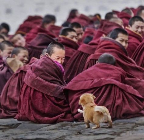 Foto Tips, Lhasa, Jolie Photo, 귀여운 동물, Cuteness Overload, Animals Friends, Tibet, Animals And Pets, A Dog