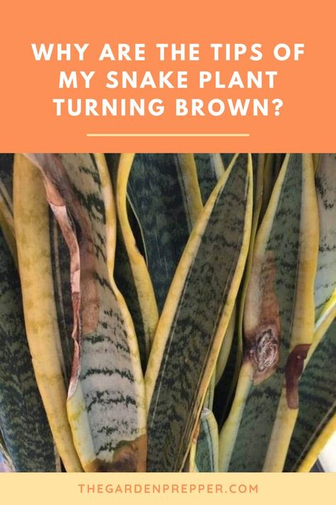 why are the tips of my snake plant turning brown Plant Leaves Turning Brown, Snake Plant Indoor, Tree Removal, Parts Of A Plant, Snake Plant, All About Plants, Perennial Plants, Container Plants, Horticulture