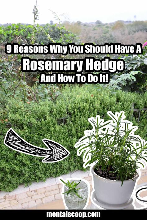 9 Reasons Why You Should Have A Rosemary Hedge And How To Do It! - Mental Scoop Rosemary Hedge, Get Rid Of Wasps, Texas Landscaping, Miniature Cows, Natural Repellent, Aromatic Oils, Rosemary Leaves, Green Space, Drought Tolerant