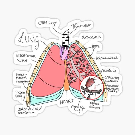 Med Stickers, Doctor Stickers, Medical Stickers, Nursing School Motivation, Medical Pictures, Nurse Study Notes, Paper Art Design, Medical Wallpaper, Science Stickers