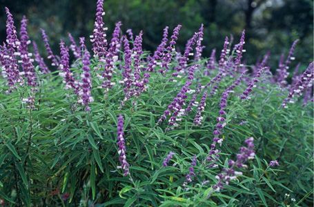 Lupine vs. Mexican Sage | FormLA Landscaping Mexican Bush Sage, Mexican Sage, Sage Garden, Bonsai Seeds, Deer Resistant Plants, Front Garden Design, Backyard Plants, Hanging Succulents, Border Plants