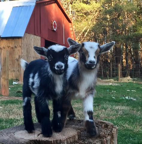 Mini Goats, Pygmy Goat, Baby Farm Animals, Cute Goats, Cute Small Animals, Baby Goats, Silly Animals, Cute Animal Photos, Cute Creatures