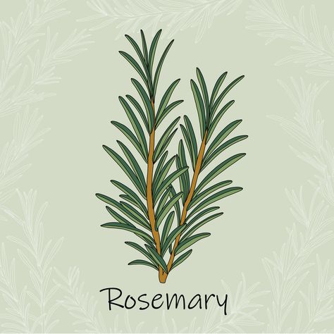 Doodle freehand sketch drawing of rosemary. 11640495 Vector Art at Vecteezy Rosemary Logo, Rosemary Illustration, Freehand Sketch, Rosemary Plant, Beautiful Flower Drawings, Illustration Board, Flower Drawings, Painting Words, Classy Tattoos