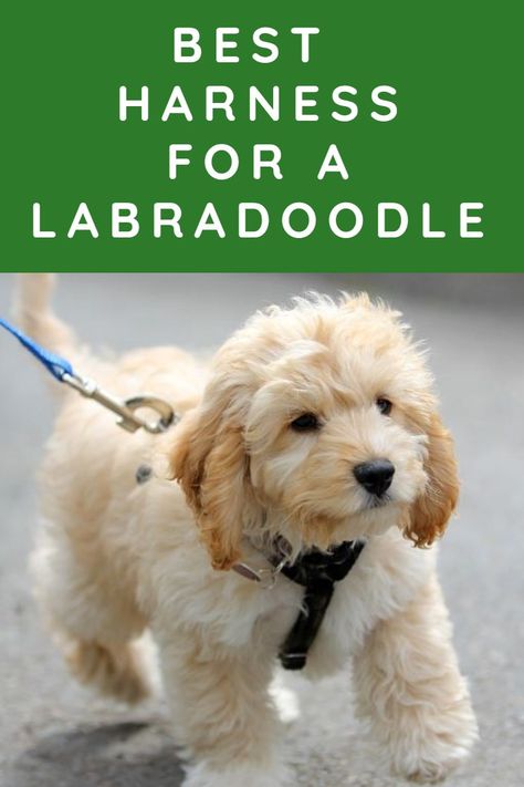 Labradoodle Mini, Labradoodle Miniature, Puppy Videos, Mini Goldendoodle Puppies, Puppies Tips, Cockapoo Dog, Australian Labradoodle, Labradoodle Puppy, Pet Ideas