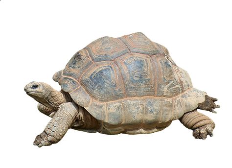 Reptile Expo, Turtle Care, Turtle Images, Giant Tortoise, Pet Turtle, Turtle Decor, Preschool Activities Toddler, Tortoise Turtle, Cute Reptiles