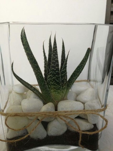 Rectangle vase terrarium Vase Terrarium, Succulents Terrarium, Rectangle Vase, Funky Home, Funky Home Decor, Succulent Terrarium, Art Crafts, Cactus Plants, Terrarium