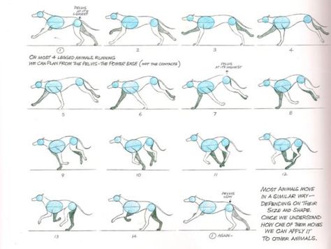 ★ || CHARACTER DESIGN REFERENCES™ (https://www.facebook.com/CharacterDesignReferences & https://www.pinterest.com/characterdesigh) • Love Character Design? Join the #CDChallenge (link→ https://www.facebook.com/groups/CharacterDesignChallenge) Share your unique vision of a theme, promote your art in a community of over 50.000 artists! || ★ Animals Running, Running Drawing, Running Illustration, Fox Running, Draw A Dog, Dog Anatomy, Fennec Fox, Animation Sketches, Animation Tutorial