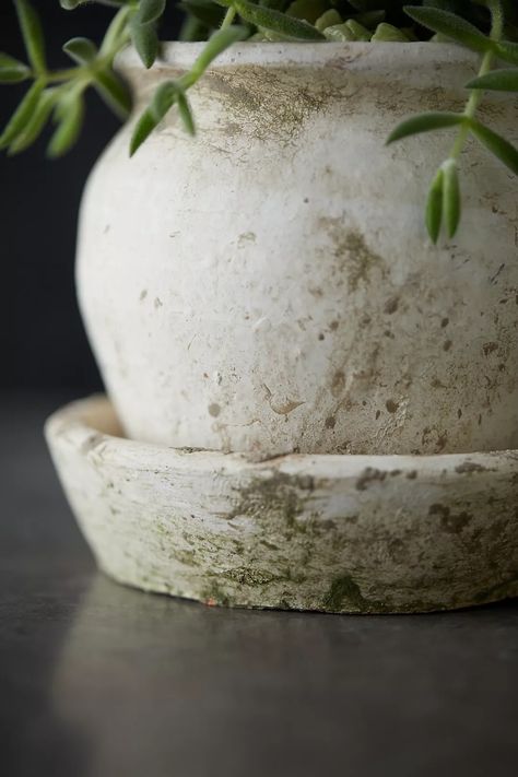 Earth Fired Clay White Curve Pots + Saucers, 3 Sizes Set | Anthropologie Vintage Terracotta Pots, Aging Terra Cotta Pots, Fire Pots, Pottery Lessons, Painted Clay Pots, Diy Raised Garden, Rustic Pottery, White Pot, Fire Clay