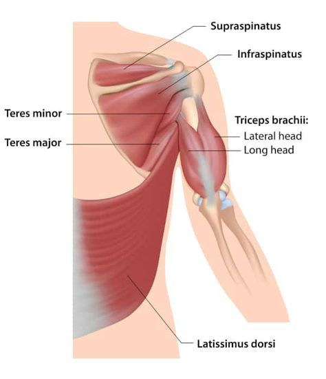 Top 8 Teres Major & Teres Minor Exercises Torn Rotator Cuff Symptoms, Torn Rotator Cuff, Infraspinatus Muscle, Teres Major, Shoulder Range Of Motion, Forward Head Posture Exercises, Rotator Cuff Exercises, Rotator Cuff Injury, Craniosacral Therapy