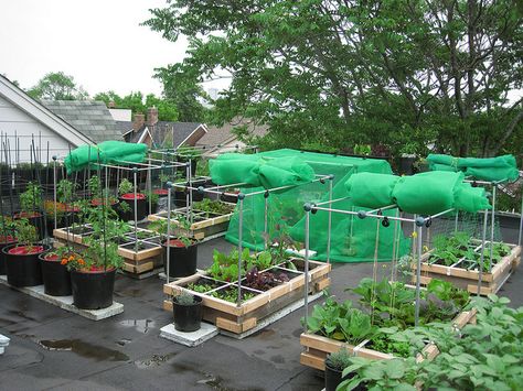 Rooftop Vegetable Garden Rooftop Vegetable Garden, Terraced Vegetable Garden, Green Roof Benefits, Green Roof Garden, Vegetable Garden Ideas, Roof Garden Design, Video Garden, Backyard Vegetable Gardens, Veg Garden