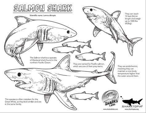 FEB 2019 Elasmobranch of the Month: Salmon Shark Sharks Facts, Salmon Shark, Shark Sheets, Shark Activities, Sea Creatures Drawing, Free Dive, Types Of Sharks, Shark Facts, River Monsters