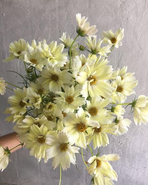 Cosmos Xanthos, Cosmos Bouquet, Jam Jar Wedding, Yellow Cosmos, September Wedding Flowers, Flower Board, Flower Types, Orchard Wedding, Cosmos Flowers