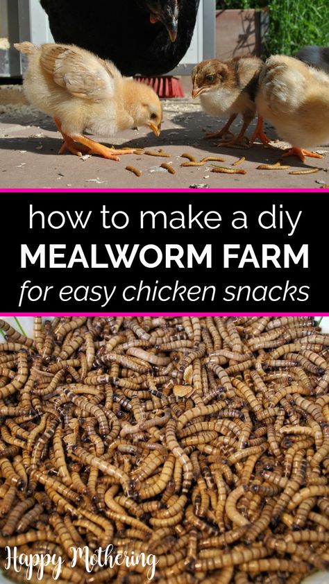 Mill Worms Raising, Mealworms Farm Diy, Worm Farming Diy, Diy Meal Worm Farm, Worm Farm For Chickens, How To Raise Mealworms For Chickens, Growing Mealworms For Chickens, How To Grow Meal Worms For Chickens, Diy Mealworm Farm