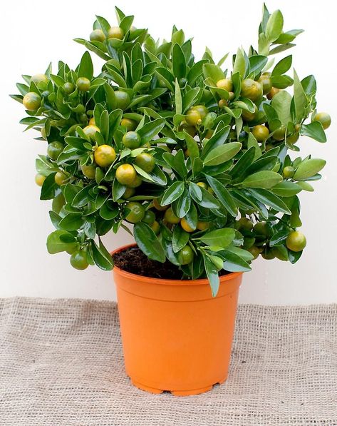 Calamondin or Calamansi | Height: 75 cm | Citrus Microcarpa: Amazon.co.uk: Garden & Outdoors Lemon Plant, Tree Miniature, Garden Watering System, Citrus Plant, Rose Seeds, Alpine Plants, Topiary Trees, Sweet Lemon, Banana Tree