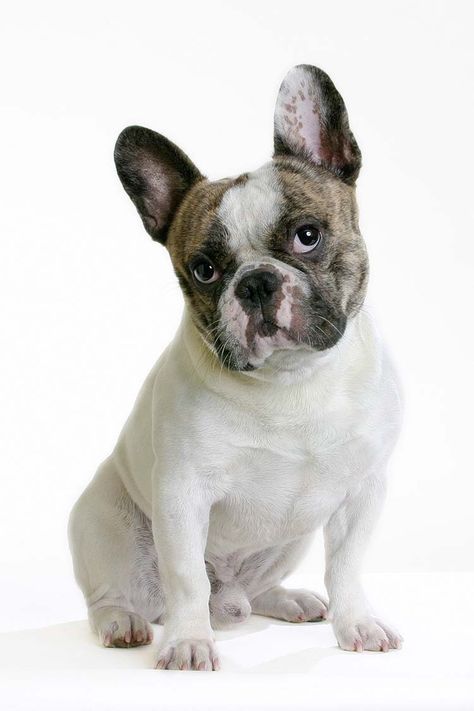 French Bulldog Portrait, Frenchie Bulldog, Bulldog Gifts, Cute French Bulldog, Cat Portrait, Crazy Dog, French Bulldogs, Cat Portraits, Dog Photos