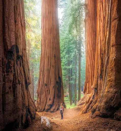 Sequoia National Park Sequoiadendron Giganteum, Sequoia Sempervirens, Giant Sequoia Trees, Coast Redwood, Giant Sequoia, National Parks America, Redwood Trees, Sequoia Tree, Tree Magic