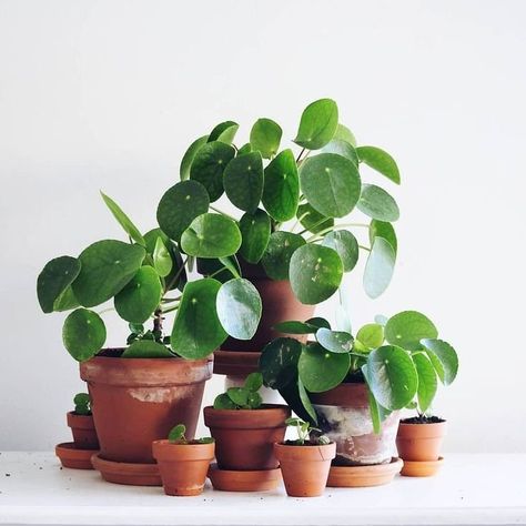 Hanging Plants Wall, Plant Photoshoot, House Plants Hanging, Wall Plants, Home Decor Amazon, Plants Hanging, Pilea Peperomioides, Plants Wall, Chinese Money Plant