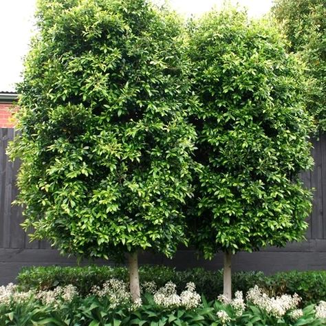 Ficus Tree Outdoor, Ficus Hedge, Ficus Nitida, Farm Landscaping, Ficus Microcarpa, Australian Native Garden, Ficus Tree, Garden Screening, Backyard Remodel