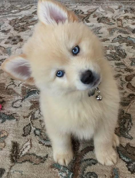 My Pomsky Puppy Demetri Caine Husky, Baby Pomeranian, Pomsky Puppy, Pomsky Dog, Cute Husky Puppies, Pomsky Puppies, Cute Small Dogs, Pomeranian Puppies