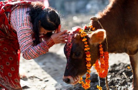 Blessings of the Bovine The cow is worshiped in India and Indians revere the animal. Cow’s milk and ghee are supposed to have medicinal qualities. At Shatika, we respect the Cow as our ‘Mother’ and hon our, the weaver, who painstakingly crafts a saree. Cow Slaughter, Hindu Culture, National Animal, Holy Cow, South Asia, Incredible India, Juno, Image Hd, Abstract Art Painting