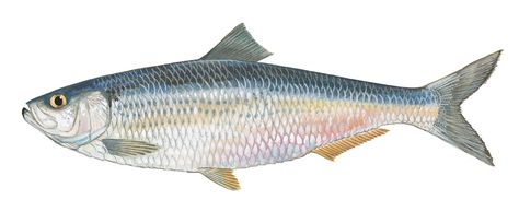 Blueback herring = freshwater herring, grows upto 10"  Food Habits:  Zooplankton, fish eggs and fish larvae Herring Fish, Red Herring, Sustainable Agriculture, Freshwater Aquarium, Colorful Fish, Freshwater Fish, Fresh Water, Clip Art, Fish