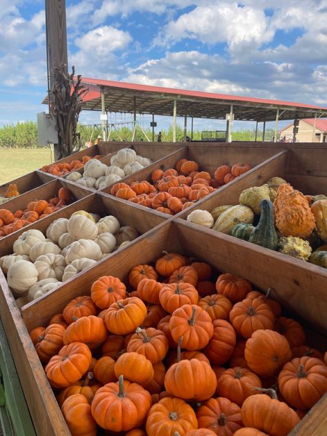 Mini Farm, Farm Stand, Halloween Vibes, Pumpkin Patch, New England, England, Halloween