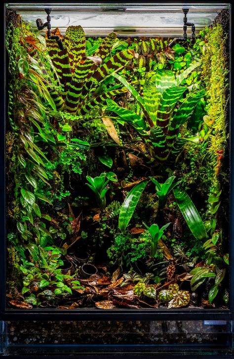 Small Paludarium, Arboreal Vivarium, Vivarium Background, Dart Frog Terrarium, Dart Frog Vivarium, Bioactive Vivarium, May First, Tropical Terrariums, Frog Terrarium