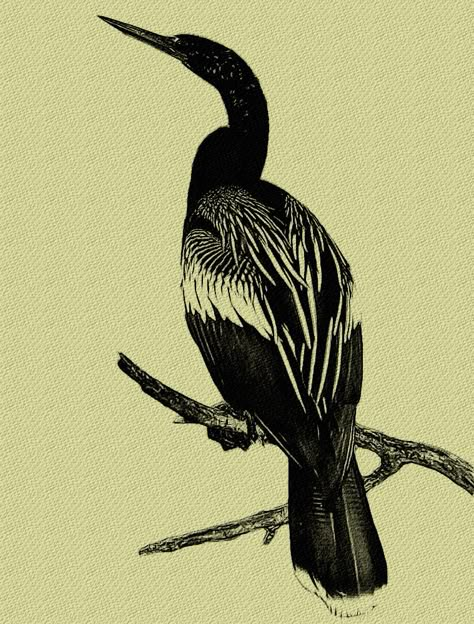 Anhinga Tattoo, Loon Tattoo, Ant Tattoo, Tattoo Now, Silly Cats Pictures, Stained Glass Crafts, Scientific Illustration, Birds Tattoo, Bird Illustration