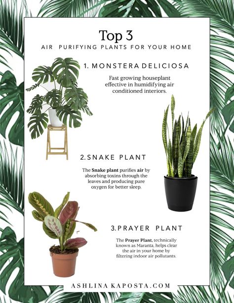 Zen Room Decor, Feng Shui Plants, Feng Shui Crystals, Connection With Nature, Plant Help, Feng Shui Tips, Prayer Plant, Air Purifying Plants, Inner Self