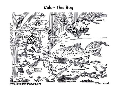 Ecosystem Coloring Pages, Marine Biologist Career Dream Job, Marine Biology Hawaii, Marine Biology Coloring Pages, Marine Biology Books, Color Pages, Marine Biologist, Future Career, Explore Nature