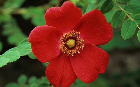 10 of the best roses to grow Five Petal Flower, Iris Tattoo, Best Roses, Petal Flower, Apple Red, Botanical Painting, Deep Red Color, Back Gardens, Red Apple