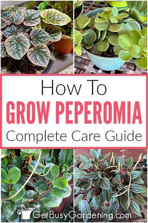 With so many peperomia plant varieties out there, it’s easy to find one you’ll love to add to your houseplant collection. But when you do, you’ll need to know how to care for it so it will live for a long time. In this guide on how to grow peperomia I share essential care tips that apply to all the types. Get info on choosing the best soil, how to water, light requirements, how to prune Peperomia, propagation tips and so much more. It’s a great place to start learning how to keep yours healthy. Peperomia Plant Care, Soil Fertilizer, Jade Plant Care, Peperomia Plant, Best Indoor Plants, Houseplants Indoor, Christmas Cactus, Sustainable Garden, Flower Spike