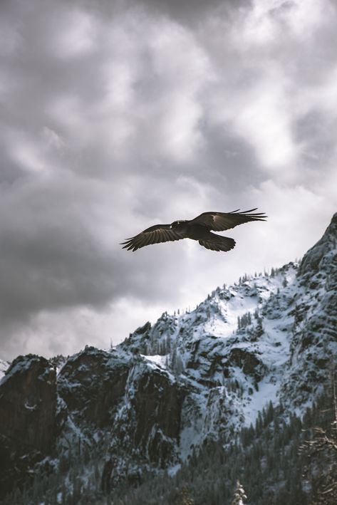 Photo d'un aigle royal en plein vol au dessus des montagnes ! #Aigle #Aigleroyal #Oiseau #Oiseausauvage #Montagnes #Envergure #Birdkeeper Crow Pictures, Aigle Royal, Eagle Wallpaper, Eagle Pictures, Birds In The Sky, Winter Images, Animals Pictures, Mountain Photos, Yosemite Valley