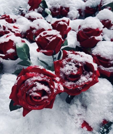 Blood On Snow, Snow Rose, Red Roses Wallpaper, Dark Red Roses, Feminine Energy Aesthetic, Red And White Roses, Iphone Wallpaper Kawaii, Winter Rose, Nothing But Flowers