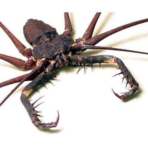 Giant cave spider (Heteropoda maxima) found in Laos, is a species of Huntsman Spiders, about 1 foot in leg length across Whip Spider, Whip Scorpion, Spider Scary, Arachnids Spiders, Cool Insects, Giant Spider, Cool Bugs, A Bug's Life, Beautiful Bugs