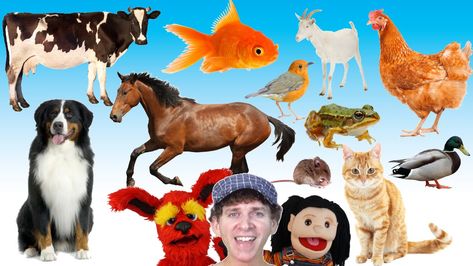 What Do You See? Song | Animals and Sounds | Learn English Kids https://midobay.com/what-do-you-see-song-animals-and-sounds-learn-english-kids/ Check more at https://midobay.com/what-do-you-see-song-animals-and-sounds-learn-english-kids/ Learn English Kid, Catchy Songs, Fun Songs For Kids, Learn English For Free, Fun Song, Pet Theme, Songs For Toddlers, Big Red Barn, Teaching Language