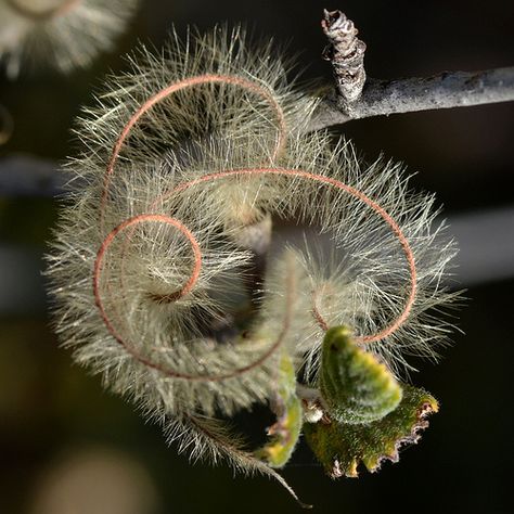 Brilliant geometry of feathery seed plumes of native Mountain Mahogany (Cercocarpus betuloides, Rosaceae) Mountain Mahogany, Podocarpus Macrophyllus, Physocarpus Opulifolius Diabolo, Lotus Corniculatus, Phoenix Dactylifera, Drought Tolerant Shrubs, Lupinus Polyphyllus, Hills And Mountains, Succulent Seeds