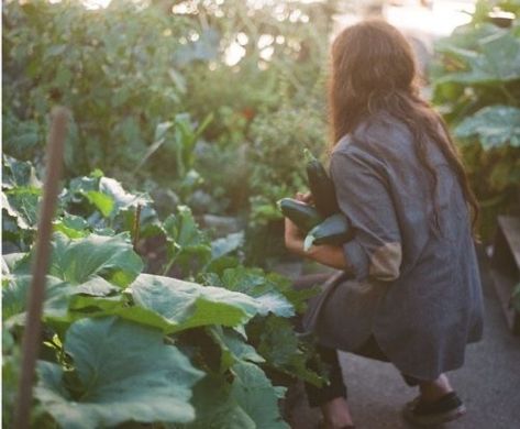 A Well Traveled Woman, The Secret Garden, Farm Gardens, Gardening For Beginners, Kitchen Garden, Alternative Medicine, Permaculture, Country Life, Farm Life