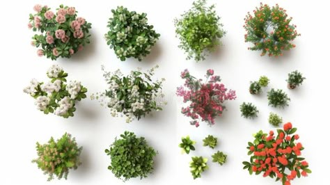 Top View of Various Flowering Plants, Generative AI stock photography Plants Top View Architecture, Plants Photoshop, Plant Top View, Flowers Top View, Bed Top View, Plant Library, Design Exploration, Landscape Architecture Drawing, Vector Poster