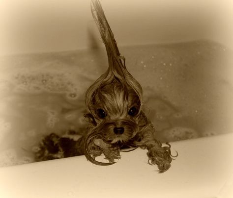 Bath time! Wholesome Dog, Very Cute Puppies, Cute Small Animals, Cute Animals Puppies, Very Cute Dogs, Funny Animal Photos, Really Cute Dogs, Baby Animals Pictures, Cute Little Puppies