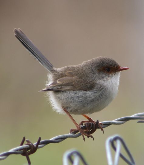 fairy-wren | Superb Fairy-wren (Malurus cyaneus)  #Birds #FairyWren Jenny Wren, Male Fairy, Fairy Wren, Birds Of Australia, Kinds Of Birds, Green Bird, Australian Birds, Galaxy Painting, Australian Animals