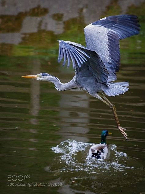 Great Blue Heron Acuarela Ideas, Flying Heron, Heron Photography, Heron Tattoo, Duck Photography, Flying Bird Tattoo, Heron Art, Coastal Birds, Bird Flying