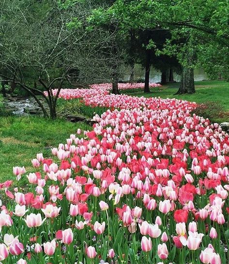 Growing Tulips, Soil Texture, Victoria Magazine, Estate Garden, Pink Lillies, Tulip Bulbs, Spring Flowering Bulbs, Tulips Garden, Pink Tulips