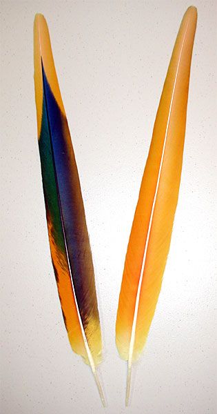 Tail Feathers | Camelot Macaw Yellow Secondary Tail Feathers Camelot Macaw, Feather Identification, Macaw Feathers, Feather Collection, Dream Catcher Art, Feather Quill, Yellow Feathers, Watercolor Feather, Vulture Culture