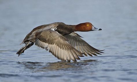 Image Flying Redhead Duck | Male Redhead duck with wingtip hitting the water on take-off. Redhead Duck, Waterfowl Taxidermy, Redhead Men, Wild Creatures, Water Photography, Art Competitions, Duck Hunting, Amazing Animals, Bird Species