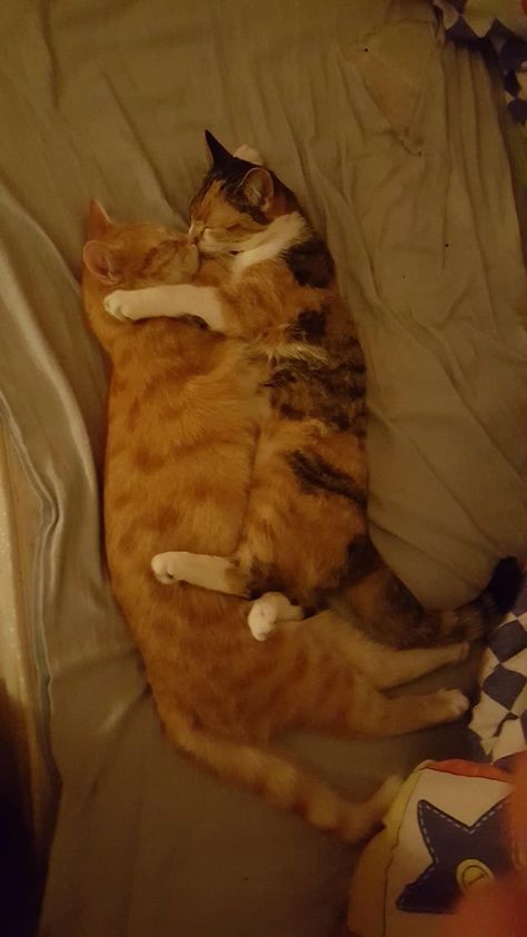 Cats Sleeping Together, Cats Sleeping, Fall Cats, Sleeping Together, Animal Behaviorist, Cat Cuddle, Foster Kittens, Two Cats, Cat Sleeping