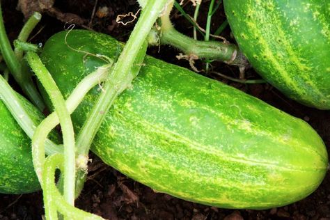 Are you looking for a refreshing cucumber snack? Wondering when to pick cucumbers so you can enjoy them at their peak flavor? This guide will help you determine when cucumbers ripen and are ready to eat. When To Pick Cucumbers, Yellow Cucumber, Cucumber Seedlings, Cucumber Snacks, Cucumber Varieties, Cucumber Canning, Cucumber Beetles, Soil Texture, Small Cucumber