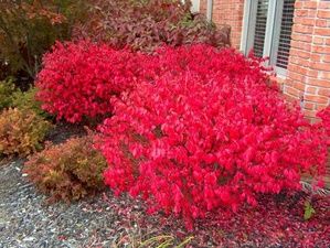 Rudy Haag--non-invasive burning bush--would look great with clethera and both affordable/ easy Euonymus Alatus Compactus, Euonymus Alatus, Patio Flowers, Burning Bush, Garden Shrubs, Flowers Ideas, Evergreen Shrubs, Perennial Garden, Shade Plants